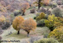 گزارش تصویری از فصل پاییز در جنگل ابر شاهرود
